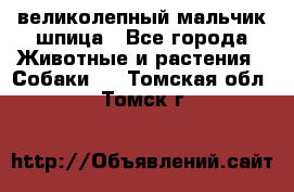 великолепный мальчик шпица - Все города Животные и растения » Собаки   . Томская обл.,Томск г.